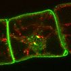 Confocal microscopy image